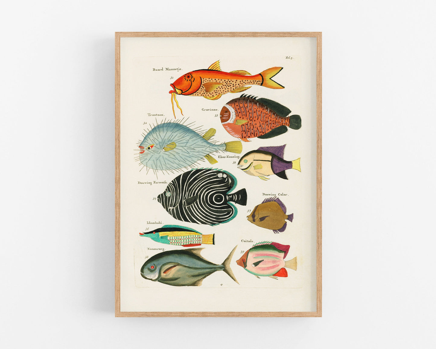 Colorful vintage fish | 18th century natural history | Ocean, aquarium, tropical animal life illustration |  | Eco-friendly gift