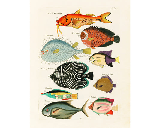 Peces coloridos de época | Historia natural del siglo XVIII | Ilustración de animales tropicales, marinos y de acuarios | Regalo ecológico