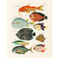 Colorful vintage fish | 18th century natural history | Ocean, aquarium, tropical animal life illustration |  | Eco-friendly gift