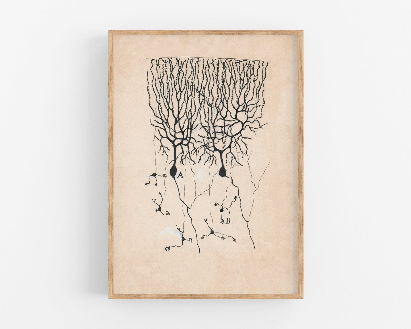 Dibujo de neurona vintage nº3 de Santiago Ramón y Cajal