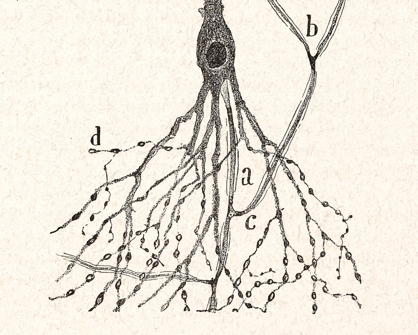 Vintage cell drawing | Santiago Ramón y Cajal | Cell of a rabbit | Antique anatomical wall art | Neuroscience & Biology art | Spanish artist