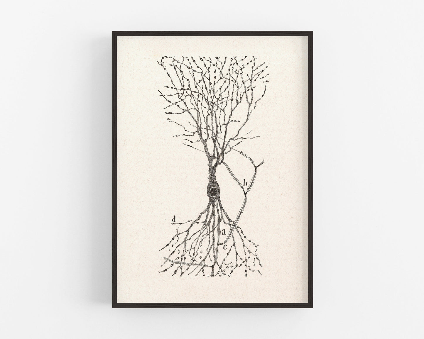 Dibujo celular antiguo | Santiago Ramón y Cajal | Célula de conejo | Arte mural anatómico antiguo | Arte en neurociencia y biología | Artista español