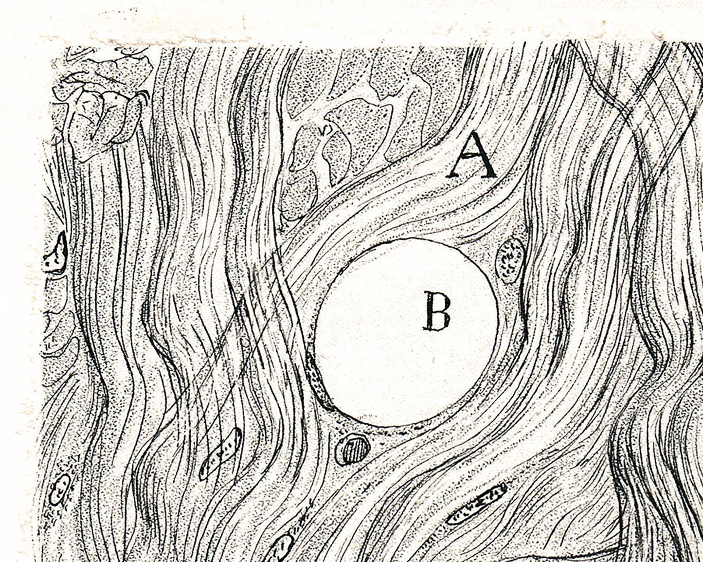 Vintage neuron drawing No. 4 | Santiago Ramón y Cajal | Antique anatomical illustration | Neuroscience and Biology wall art | Spanish artist