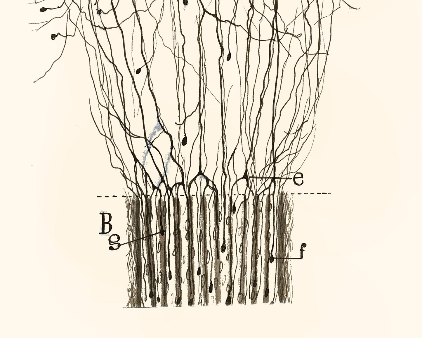 Vintage nerve cord drawing | Santiago Ramón y Cajal | Antique anatomical art | Neuroscience and Biology art | Spanish artist