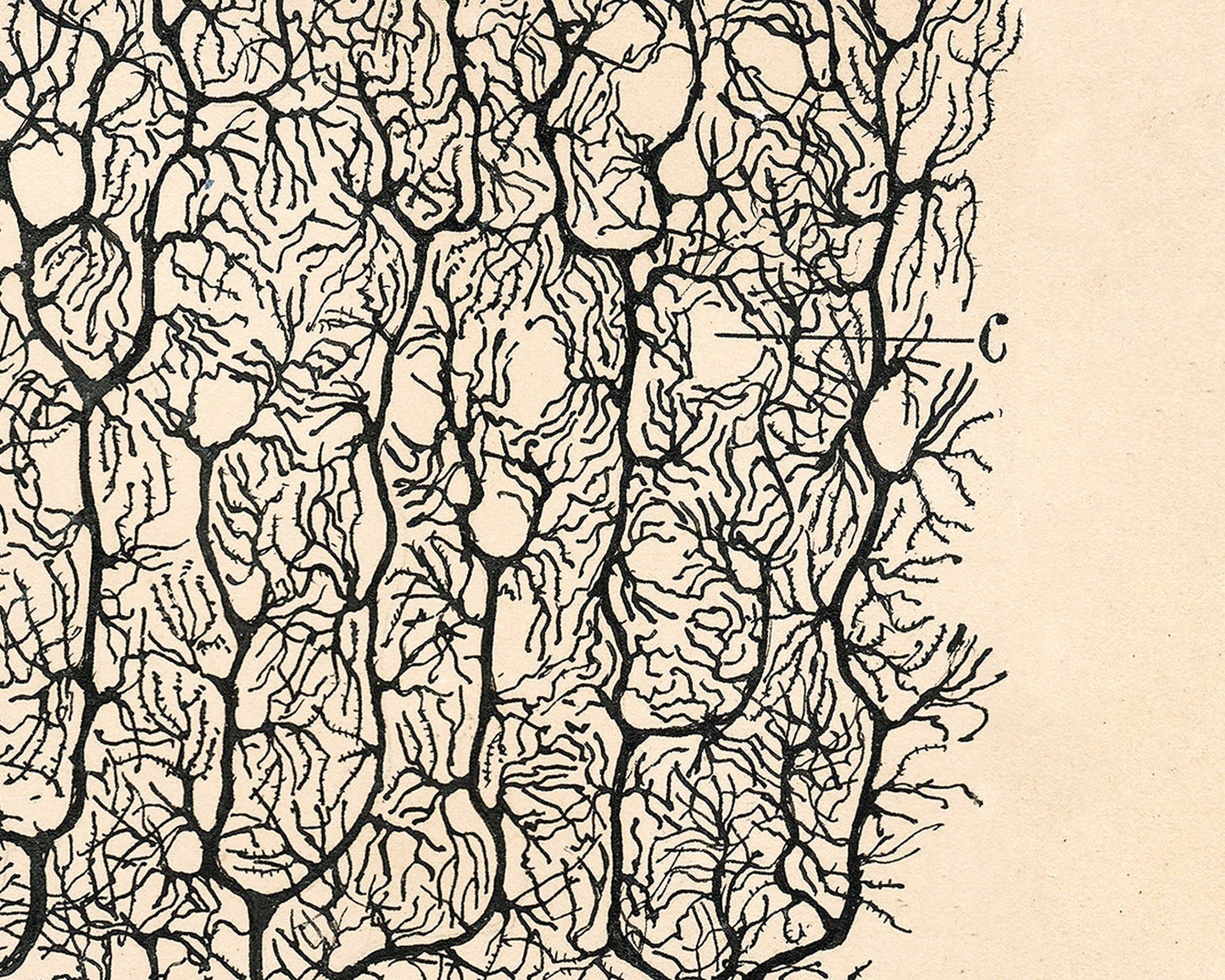 Dibujo de neurona vintage nº 1 | Santiago Ramón y Cajal | Ilustración anatómica antigua | Neurociencia y biología | Arte abstracto | Artista español