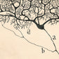 Vintage neuron drawing No. 1 | Santiago Ramón y Cajal | Antique anatomical illustration | Neuroscience & Biology | Abstract art | Spanish artist