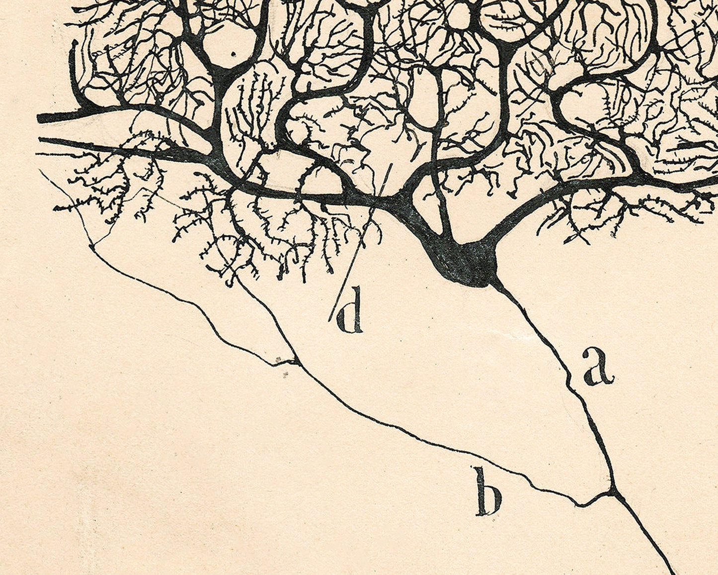 Vintage neuron drawing No. 1 | Santiago Ramón y Cajal | Antique anatomical illustration | Neuroscience & Biology | Abstract art | Spanish artist