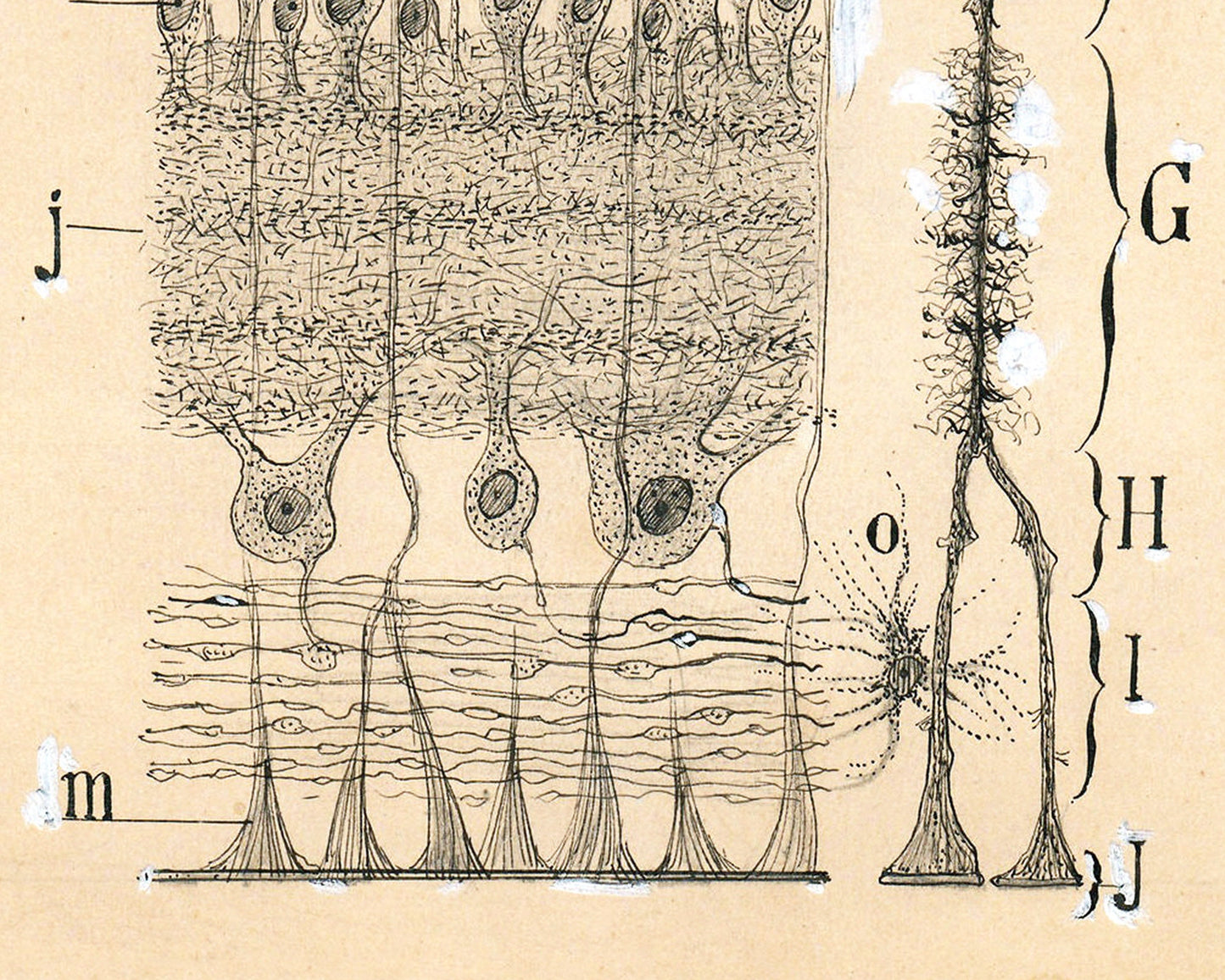 Dibujo celular antiguo | Santiago Ramón y Cajal | Retina del ojo | Ilustración anatómica antigua | Neurociencia y Biología | Arte abstracto