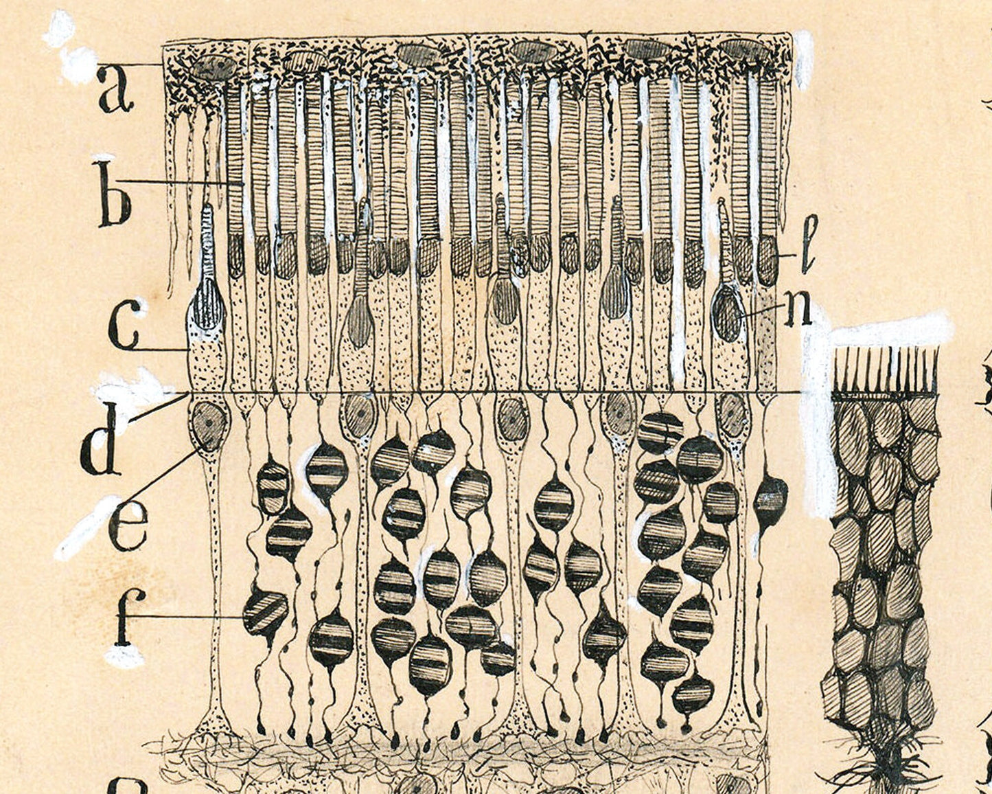 Dibujo celular antiguo | Santiago Ramón y Cajal | Retina del ojo | Ilustración anatómica antigua | Neurociencia y Biología | Arte abstracto