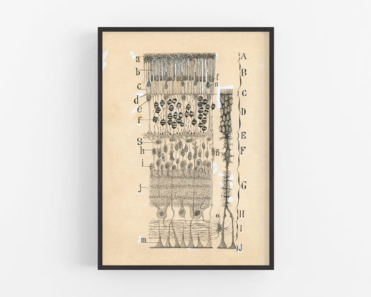 Vintage cell drawing | Santiago Ramón y Cajal | Retina of eye | Antique anatomical illustration | Neuroscience & Biology | Abstract art