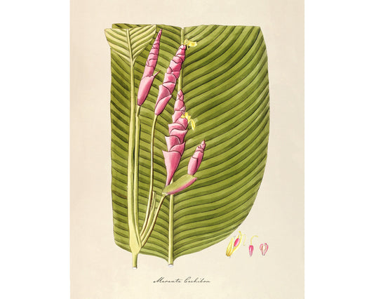 Arte antiguo con plantas y flores | Maranta cachibou | Planta de oración | Historia natural vintage | Decoración vintage moderna | Regalo ecológico