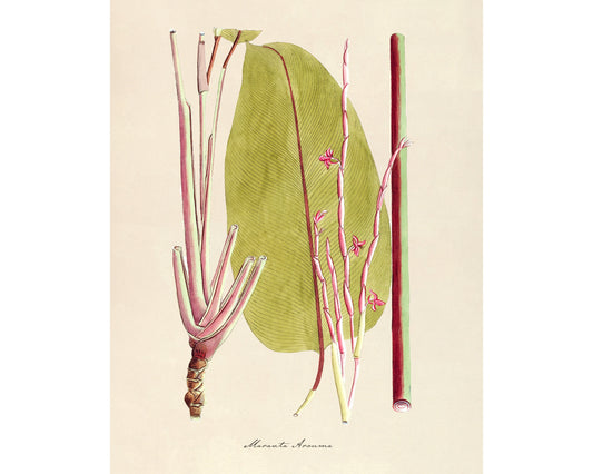 Antique plant & flower art | Maranta arouma | Pray plant | Vintage Natural History | Modern vintage decor | Eco-friendly gift