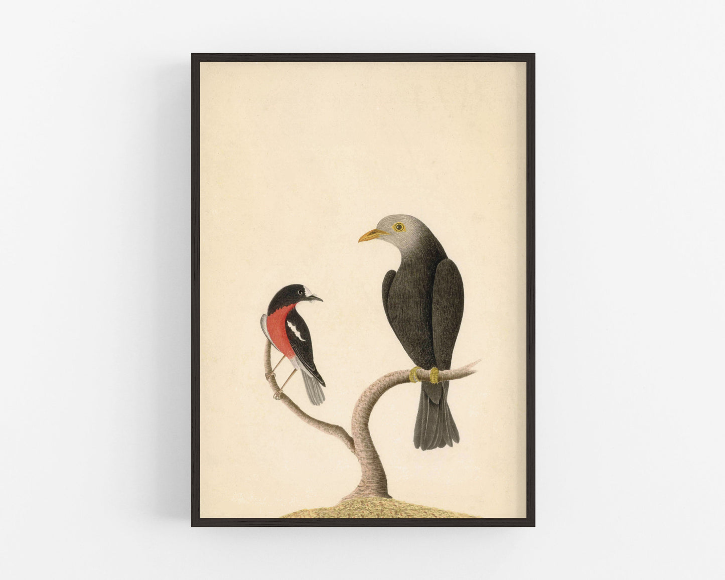 Robin and blackbird art | 18th century bird illustration | Natural history | Animal wall decor | Modern vintage décor | Eco-friendly gift