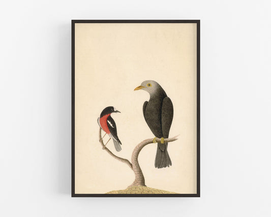 Arte de petirrojos y mirlos | Ilustración de aves del siglo XVIII | Historia natural | Decoración de pared con animales | Decoración vintage moderna | Regalo ecológico