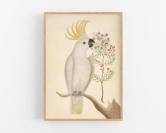 Arte antiguo de cacatúas y flores | Ilustración de aves del siglo XVIII | Historia natural | Decoración de pared con animales | Vintage moderno | Regalo ecológico