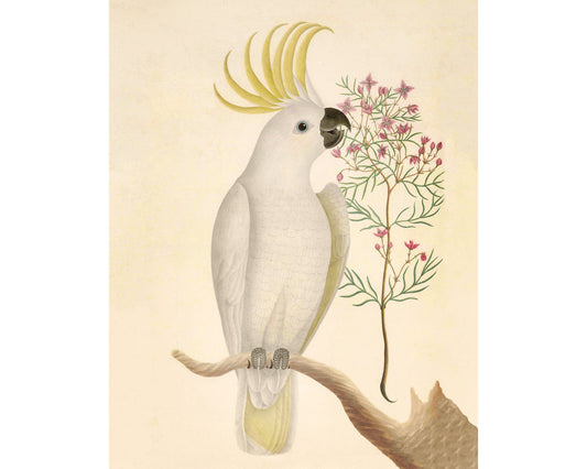 Arte antiguo de cacatúas y flores | Ilustración de aves del siglo XVIII | Historia natural | Decoración de pared con animales | Vintage moderno | Regalo ecológico