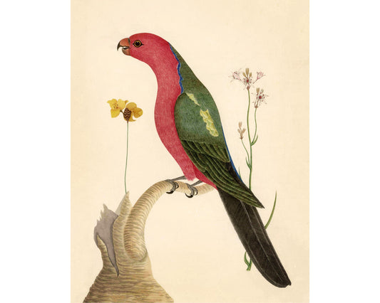 Arte antiguo de pájaros y flores | Ilustración de pájaros del siglo XVIII | Impresión de historia natural | Decoración animal | Arte vintage moderno | Regalo ecológico