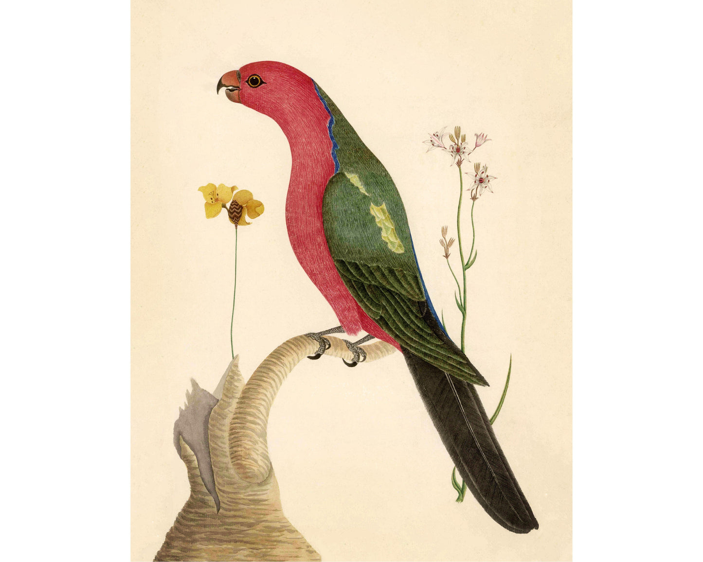 Antique bird and flower art | 18th century bird illustration | Natural history print | Animal décor | Modern vintage | Eco-friendly gift