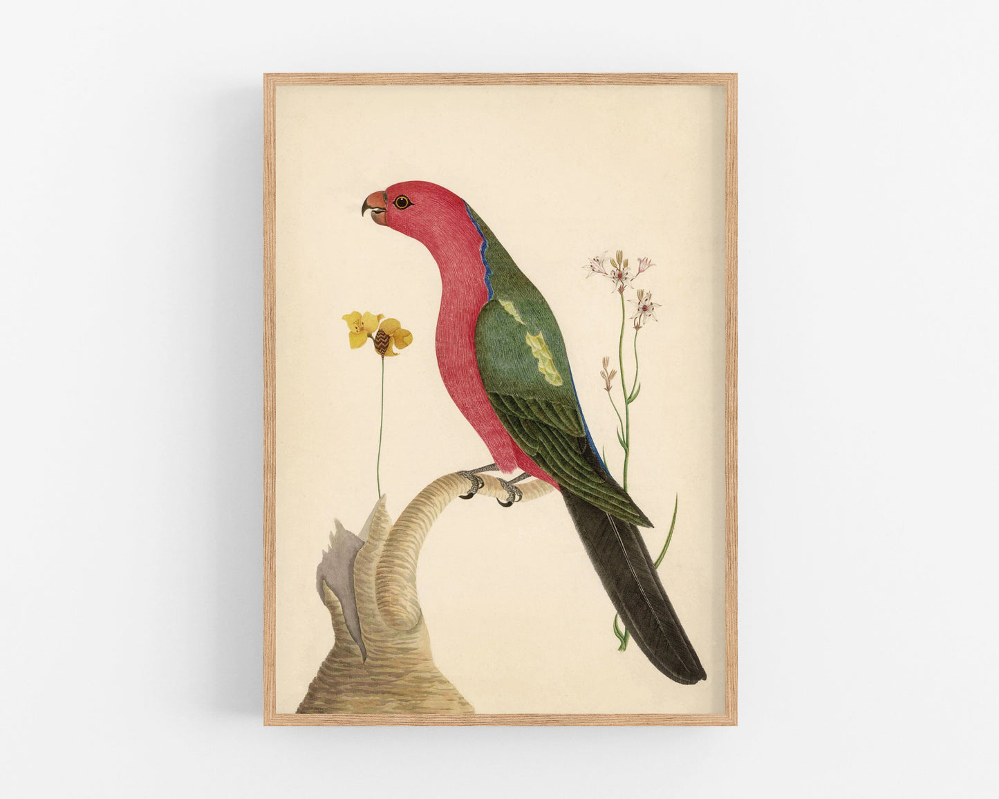 Antique bird and flower art | 18th century bird illustration | Natural history print | Animal décor | Modern vintage | Eco-friendly gift