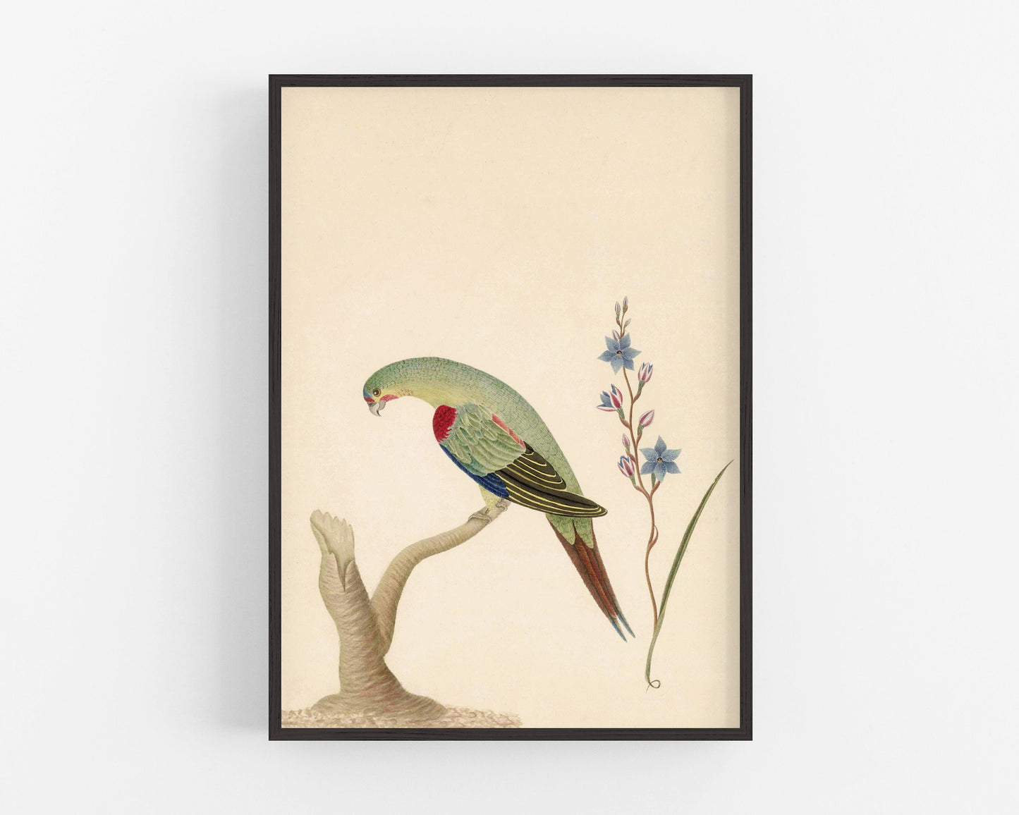 Antique plover and flower art | 18th century bird and plants | Natural history print | Animal décor | Modern vintage | Eco-friendly gift