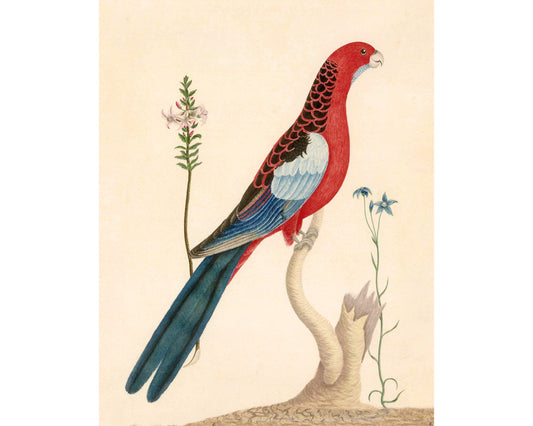 Antique parrot and flower art | 18th century bird and plants | Natural history print | Animal décor | Modern vintage | Eco-friendly gift