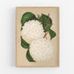 Japanese snowball flower | Vintage botany | Natural history print | Modern vintage décor | Eco-friendly gift