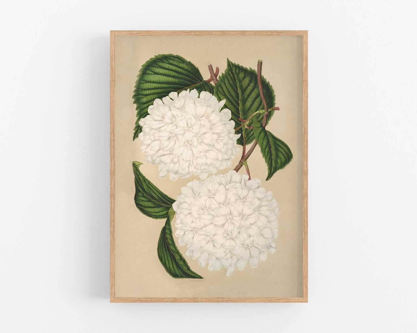 Japanese snowball flower | Vintage botany | Natural history print | Modern vintage décor | Eco-friendly gift