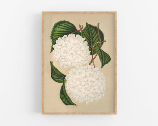 Flor de bola de nieve japonesa | Botánica vintage | Lámina de historia natural | Decoración vintage moderna | Regalo ecológico