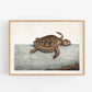 Antique Turtle art | 1754 Mark Catesby print | Natural history illustration | Water, ocean animal | Modern vintage décor | Eco-friendly gift