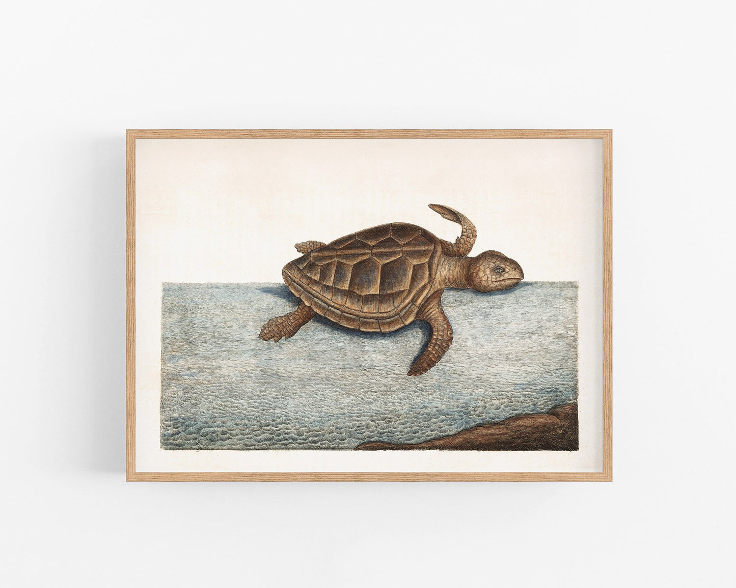 Antique Turtle art | 1754 Mark Catesby print | Natural history illustration | Water, ocean animal | Modern vintage décor | Eco-friendly gift