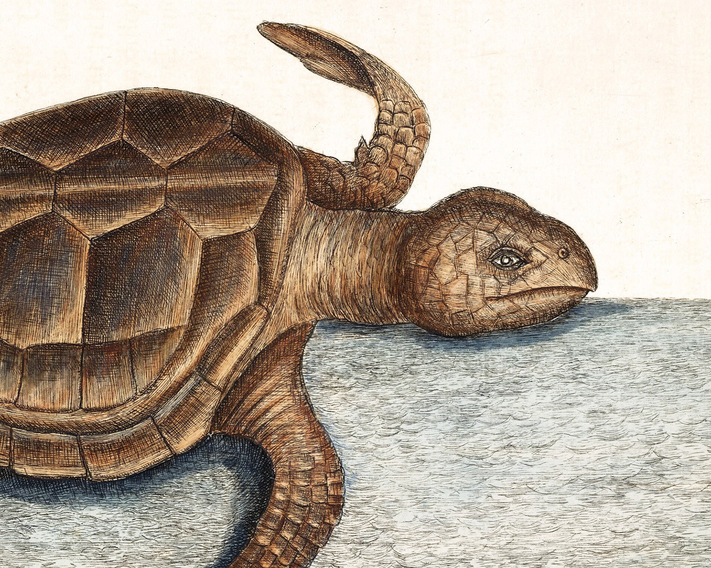 Antique Turtle art | 1754 Mark Catesby print | Natural history illustration | Water, ocean animal | Modern vintage décor | Eco-friendly gift