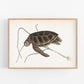 Vintage turtle art | Mark Catesby print | Animal wall art | Natural history illustration | Water, ocean animal | 18th century painting