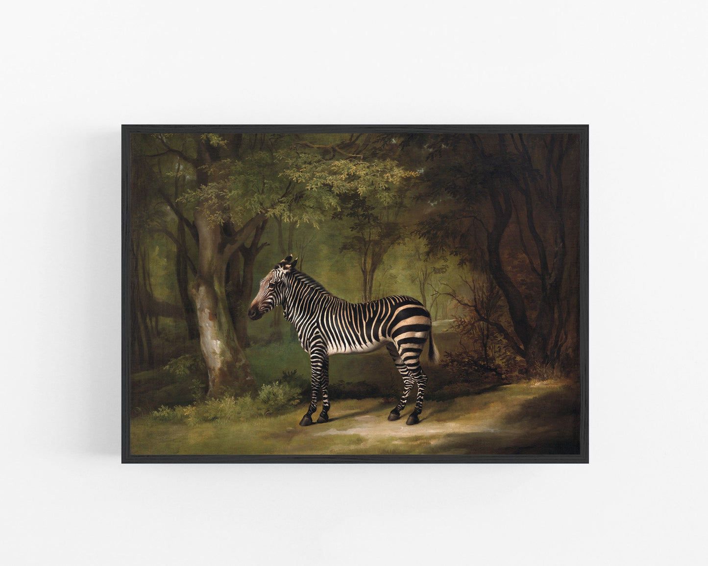 Vintage zebra art print | George Stubbs | Antique animal wall art | African animal in forest | Jungle & safari painting