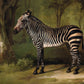 Vintage zebra art print | George Stubbs | Antique animal wall art | African animal in forest | Jungle & safari painting