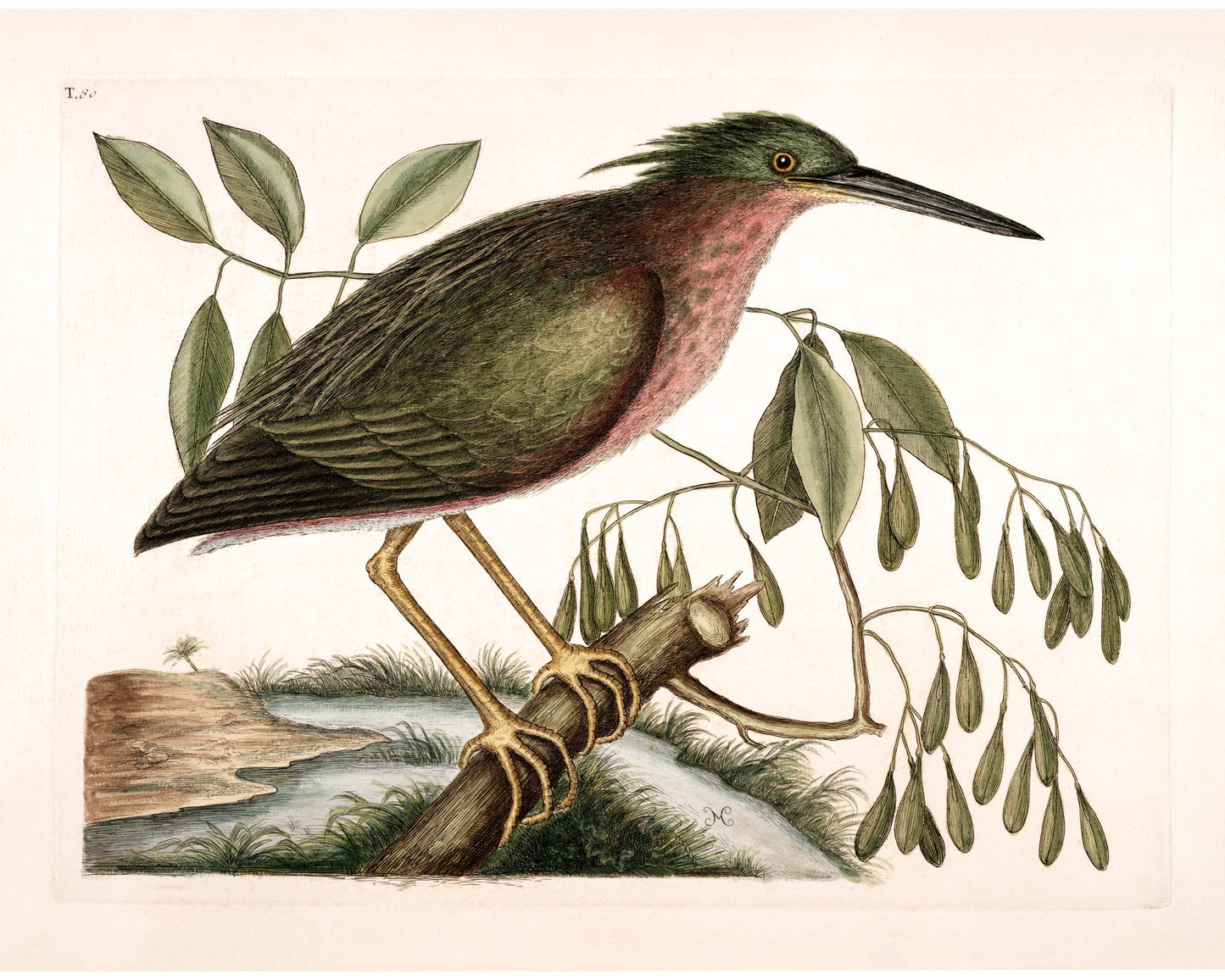 Antique bird art | Eurasian bittern | 18th century Mark Catesby | Natural history illustration | Modern vintage décor | Eco-friendly gift