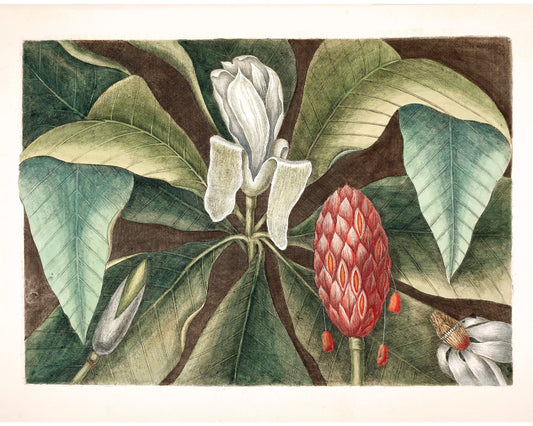 Arte antiguo de árboles de magnolia | Siglo XVIII Mark Catesby | Ilustración de historia natural | Decoración vintage moderna | Regalo ecológico