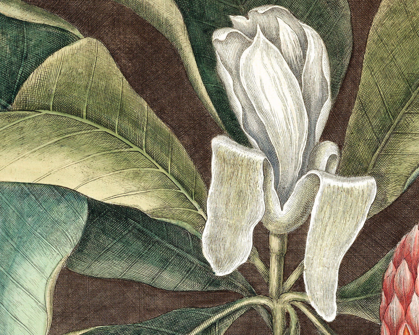 Antique magnolia tree art | 18th century Mark Catesby | Natural history illustration | Modern vintage décor | Eco-friendly gift