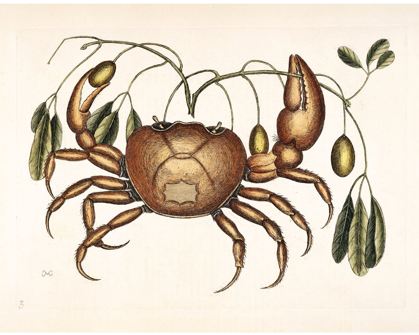 Land Crab by Mark Catesby