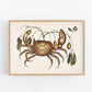 Land Crab by Mark Catesby