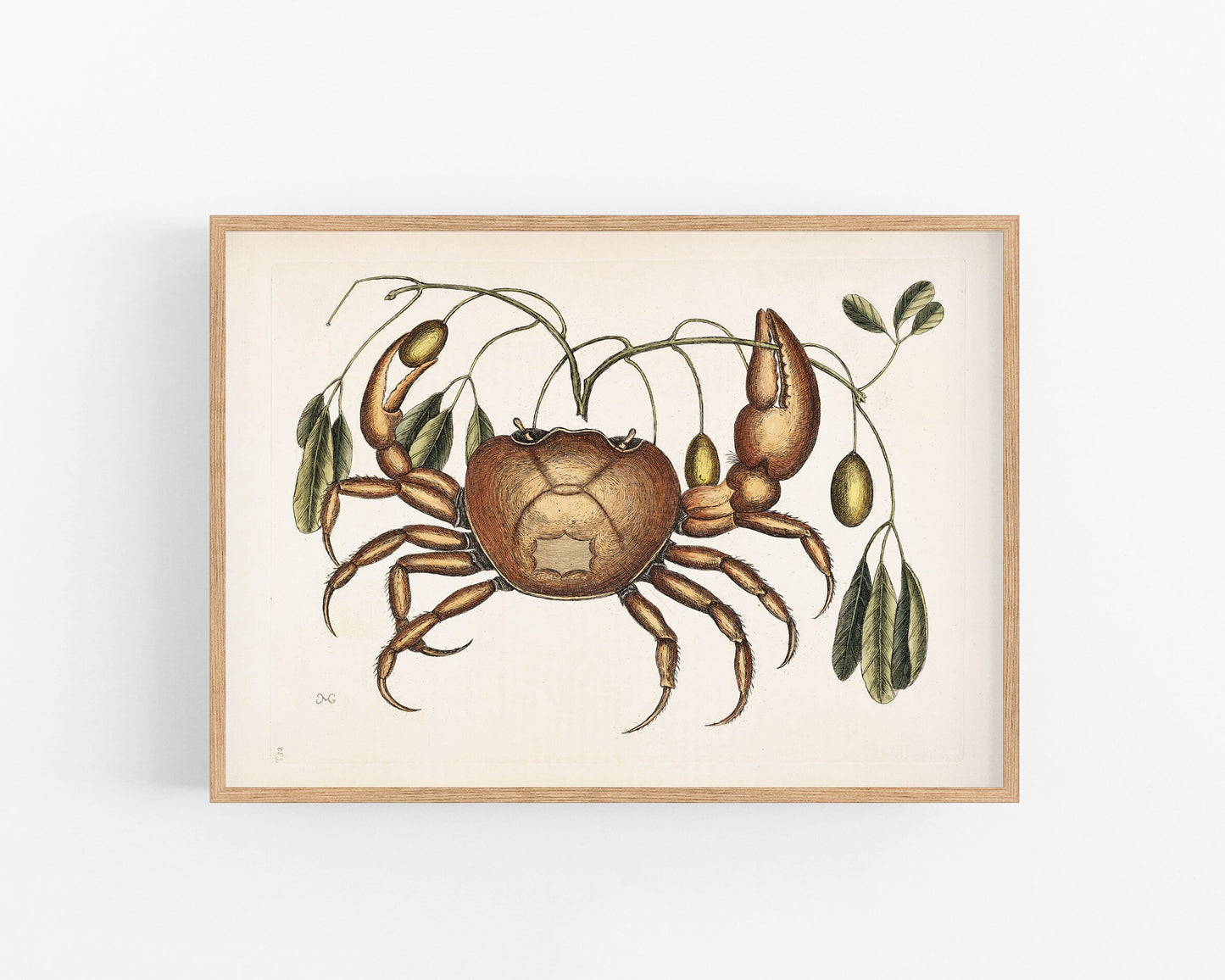 Land Crab by Mark Catesby