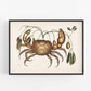 Land Crab by Mark Catesby