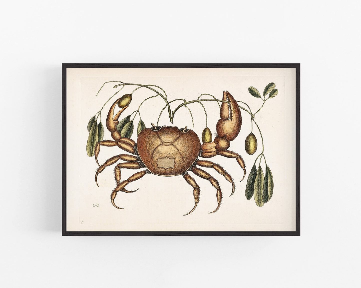 Land Crab by Mark Catesby