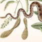 Viper snake and acacia | Antique Mark Catesby | Natural history of Carolina art | Modern vintage décor | Eco-friendly gift