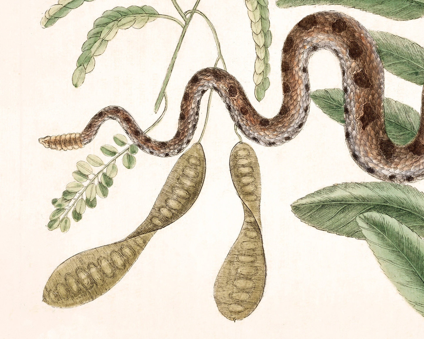 Viper snake and acacia | Antique Mark Catesby | Natural history of Carolina art | Modern vintage décor | Eco-friendly gift