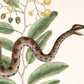 Viper snake and acacia | Antique Mark Catesby | Natural history of Carolina art | Modern vintage décor | Eco-friendly gift