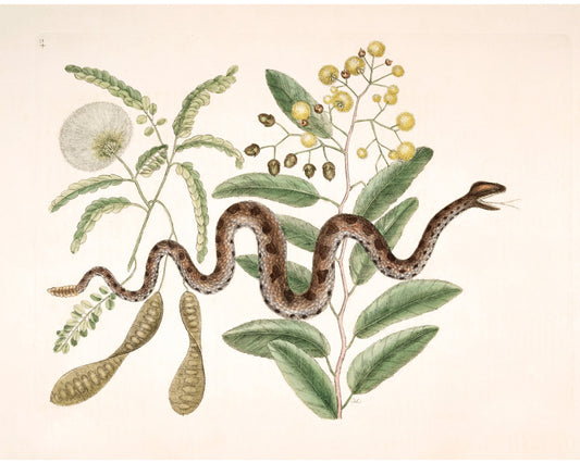 Serpiente víbora y acacia | Antique Mark Catesby | Historia natural del arte de Carolina | Decoración vintage moderna | Regalo ecológico