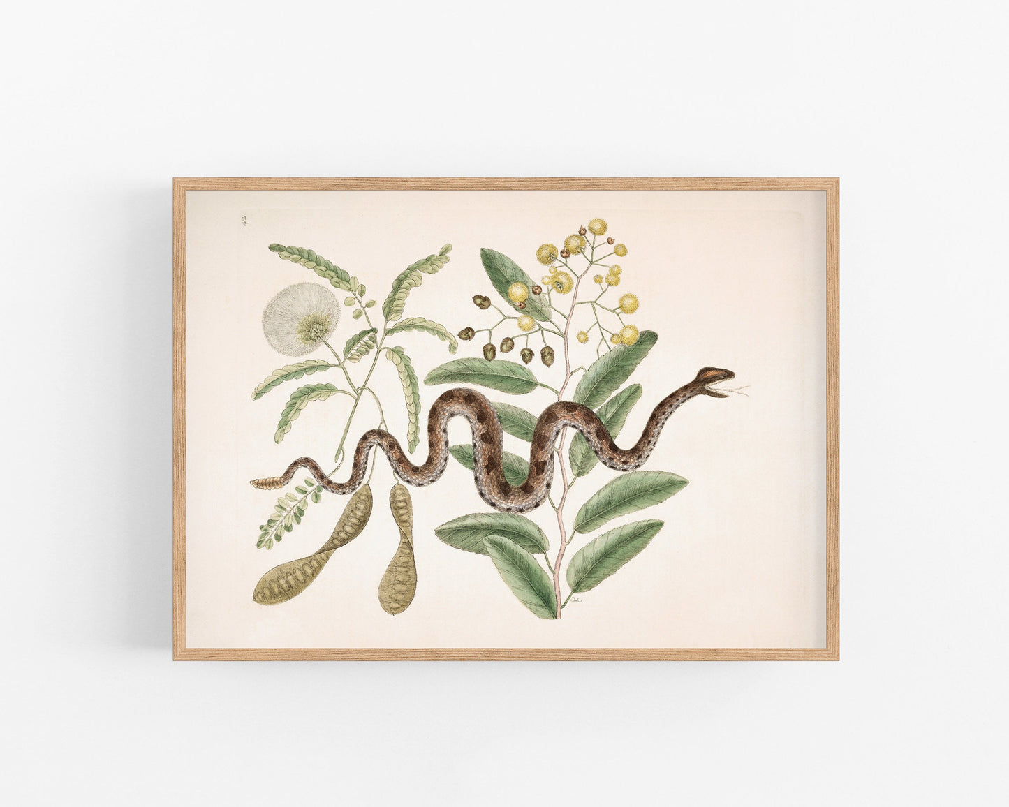 Viper snake and acacia | Antique Mark Catesby | Natural history of Carolina art | Modern vintage décor | Eco-friendly gift