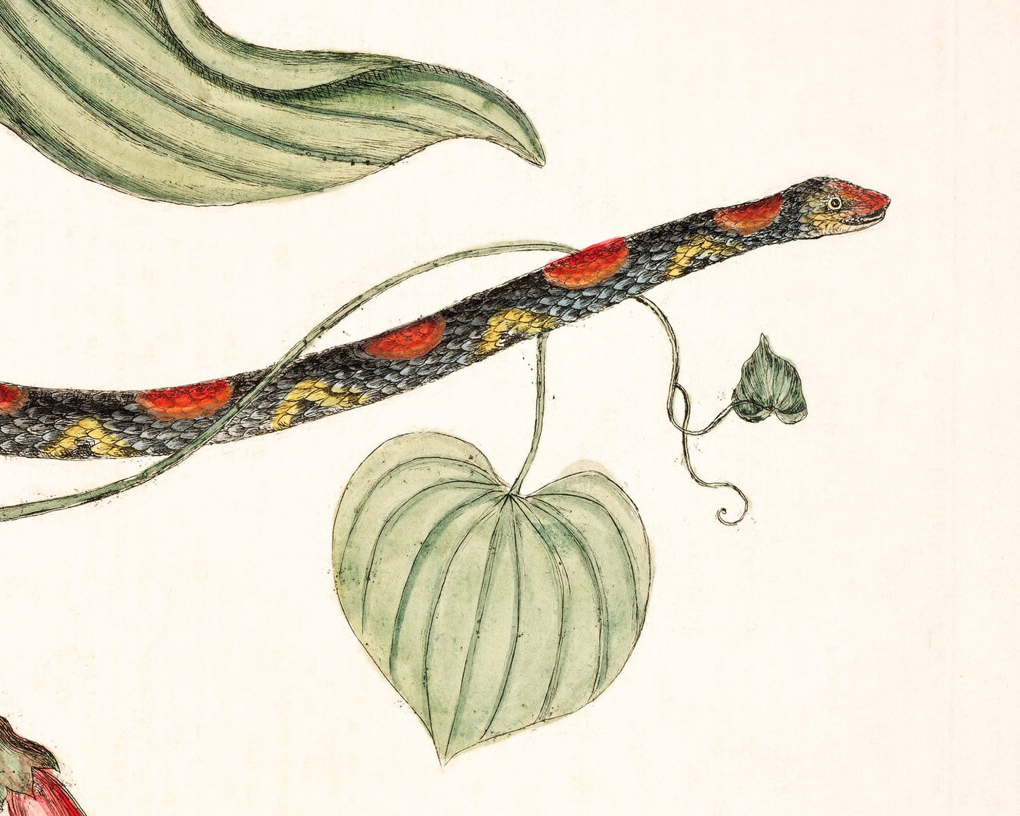 Bead snake & Virginian potato | 18th century Mark Catesby | Natural history of Carolina art | Modern vintage décor | Eco-friendly gift