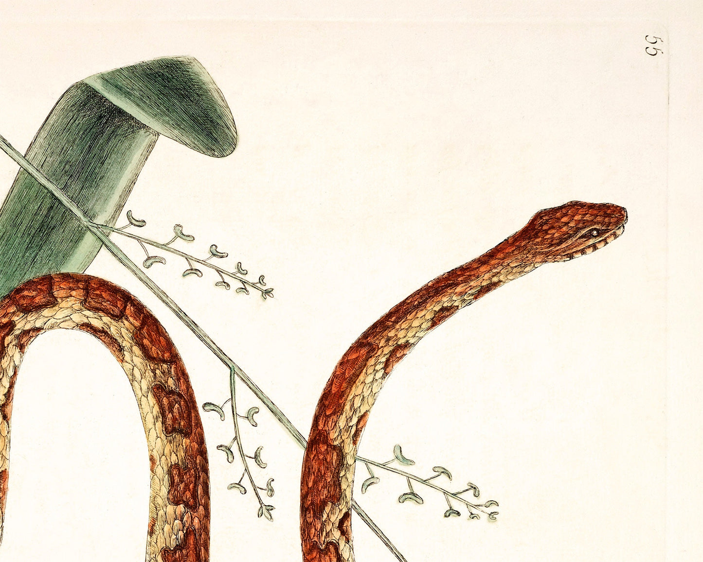 Corn snake & plant | Antique Mark Catesby | Natural history of Carolina art | Modern vintage décor | Eco-friendly gift