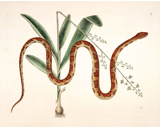 Serpiente de maíz y planta | Antique Mark Catesby | Historia natural del arte de Carolina | Decoración vintage moderna | Regalo ecológico